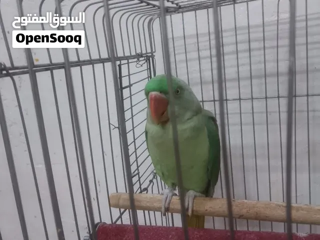 دره بنغالي للبيع .