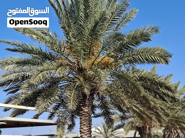 اشجار نخيل تاجوراء ( برونصي ، حلاوي ، طابوني )