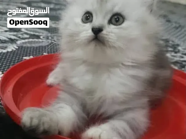 بيع القطط الهملايا