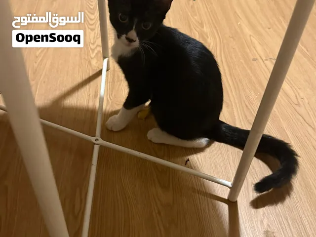 للتبني قطة مكس