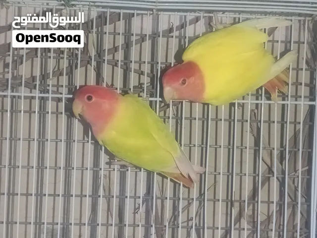 للبيع روز زوج