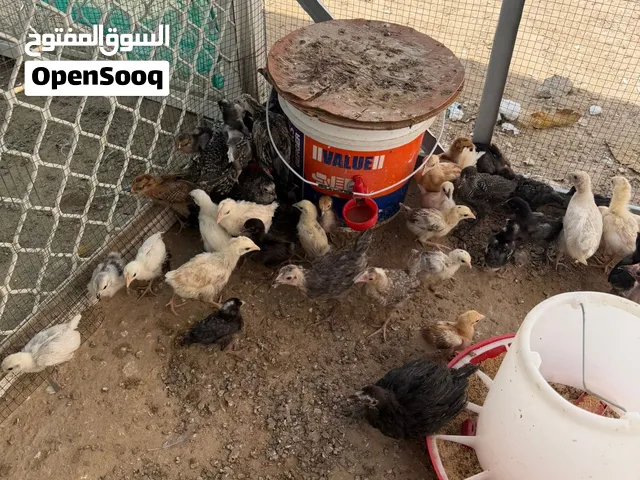 للبيع صيصان
