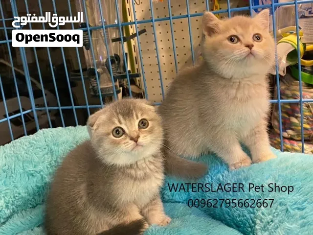 قطط سكوتش فولد للبيع في عمان جمبع الالوان Scottish Fold