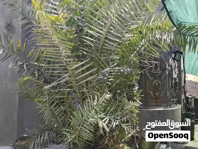 للبيع نخلة إخلاص نسيجي - البصرة دور النفط