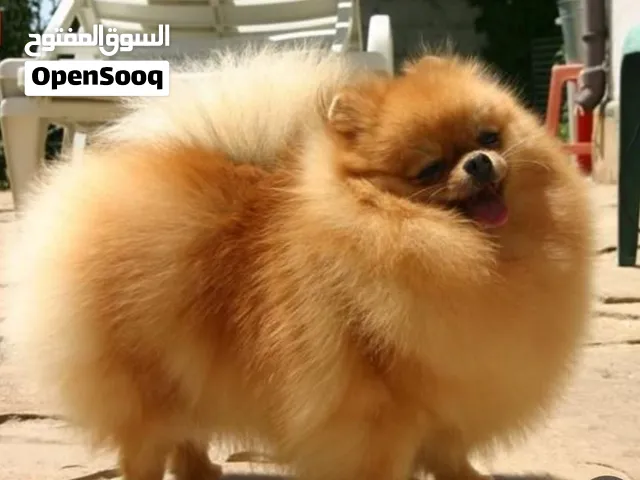 انثى عمرها سنه ونص تقريبا