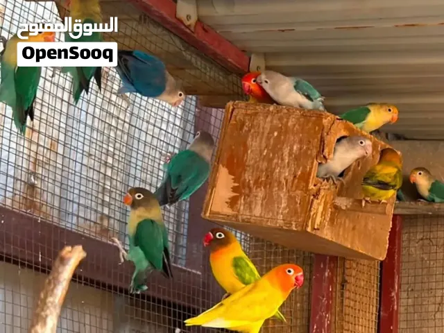 للبيع طيور حب