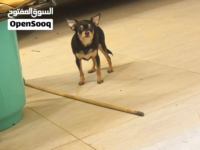 أنثى. شيواوا وجهً الغزال القزم النادر