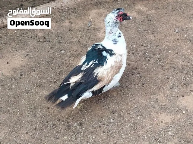 بط ذكر الله يبارك 60دينار