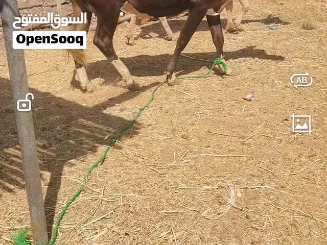 للبيع بقره محليه