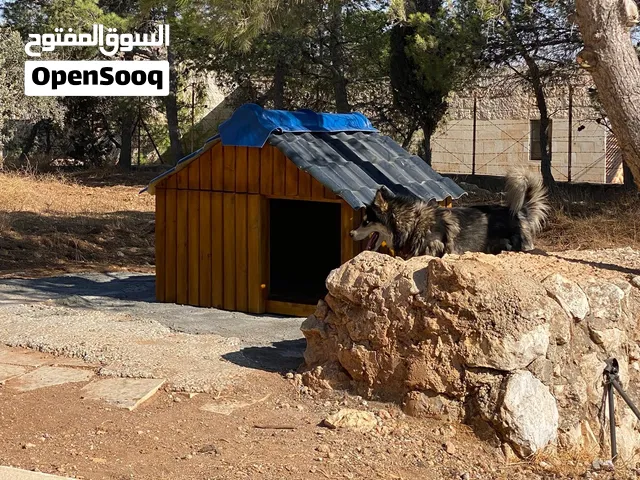 بيوت كلاب بيت الكلب حيوانات اليفة