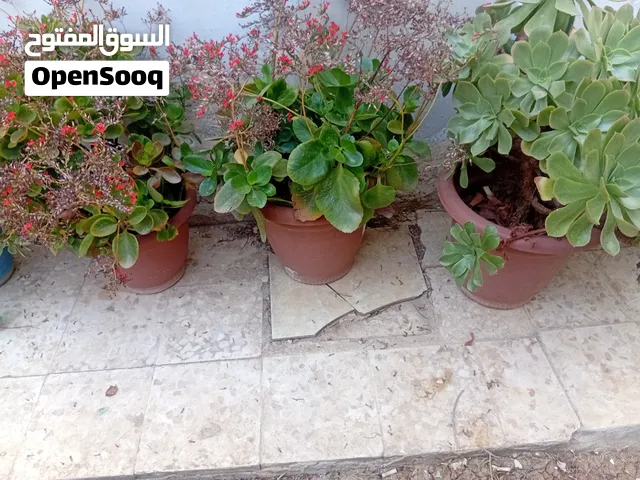 قواوير زريعه زينه للبيع