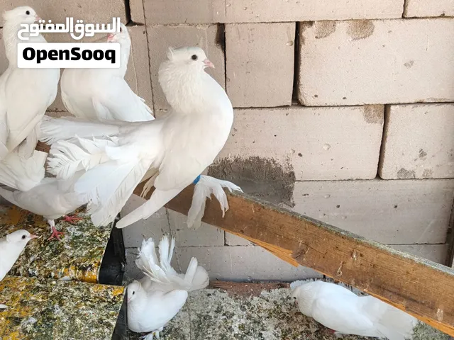 حمام عرايس للبيع اقرا الوصف