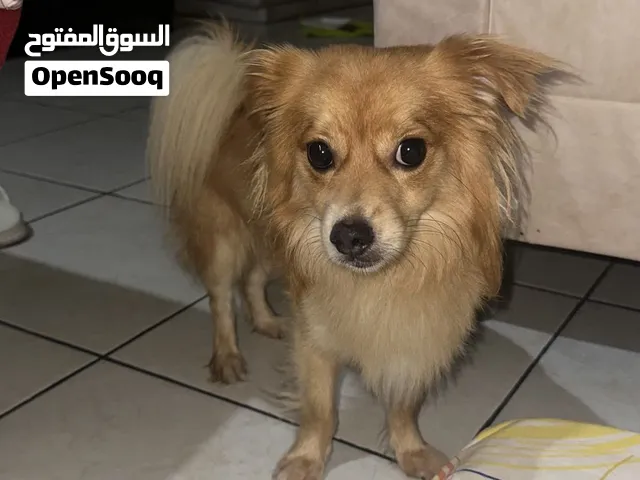 كلب لولو