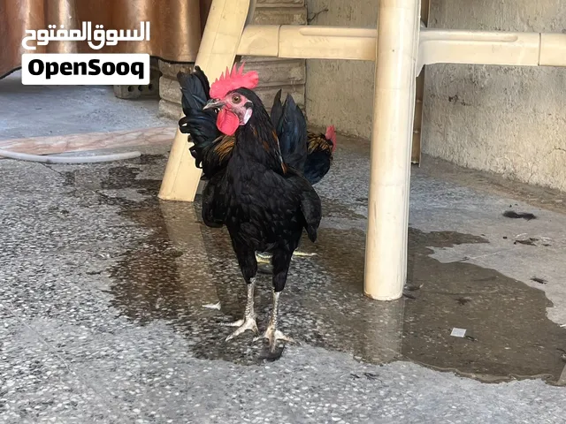 متاح دجاج عرب فراريج خوات العدد 6