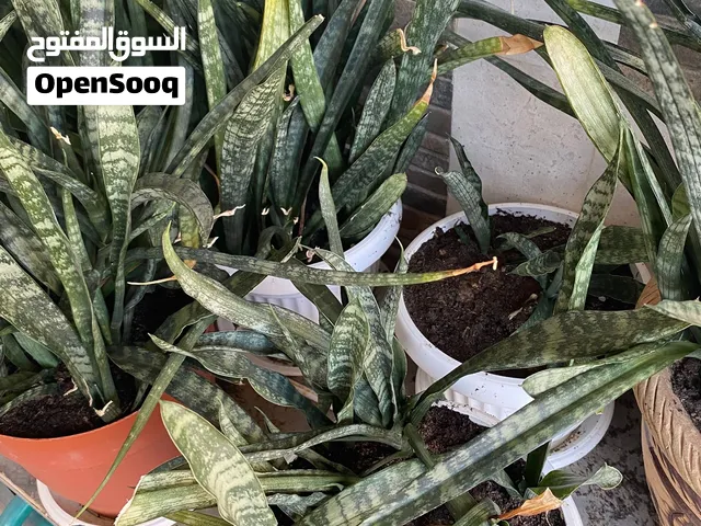 نباتات داخلية للبيع Snake Plants for  sale 8 omr each 8 ريال للحبة