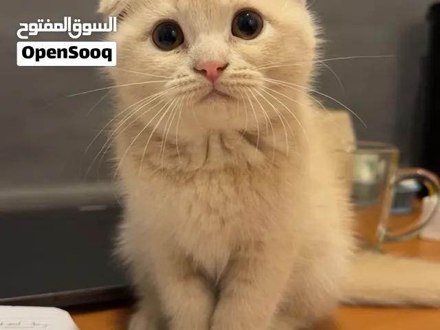 قطط سكوتش فولد و شيرازي مكس 3 شهور  scottish and Persian cats 3 months old