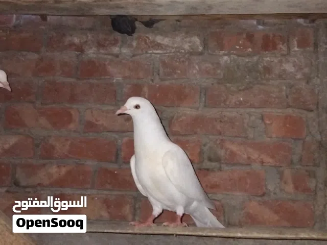نتاية فرنساوي لاحم