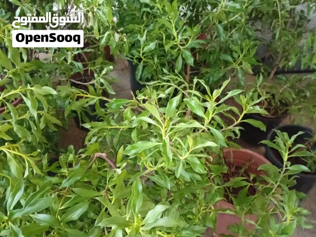 شجر بزروميا