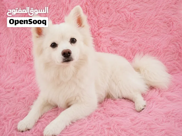 كلب بمورينيان أبيض هيخطف قلبك من أول نظرة