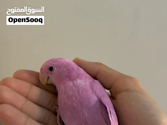 عصفور روز البينو اليف
