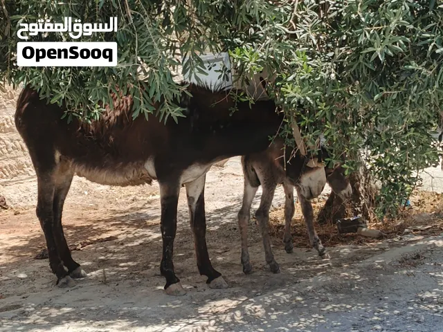 حماره للبيع
