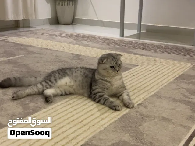 سكوتش فولد
