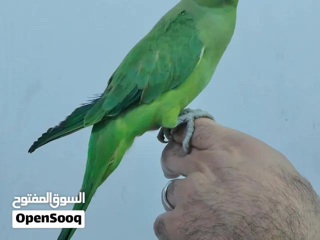 ببغاء دره اليف