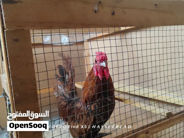 ديج سباني البيع ضمان الشد والصحه  او مراوس دجاجه كوشن اليحب يتواصل خاص وشكرا
