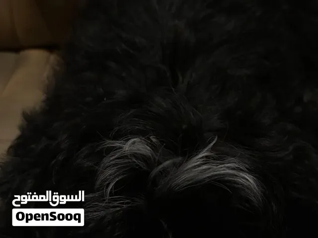 جلب شيتزو عمره قريب ال4 شهور للبيع