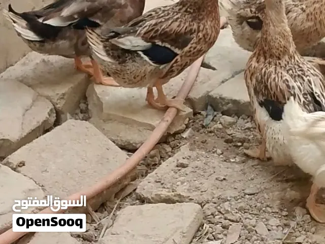 السلام عليكم متاح بشوش خضيري هوري الفحل بعدة ما صابغ العدد 3 نثاية وفحل مكاني البصرة ابو الخصيب