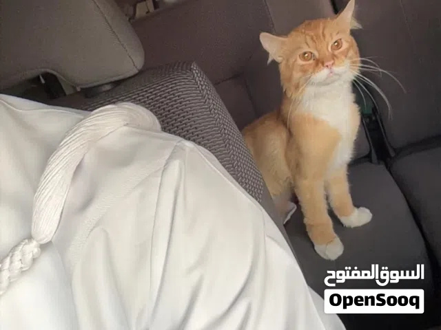 شعراني محلق نظييف