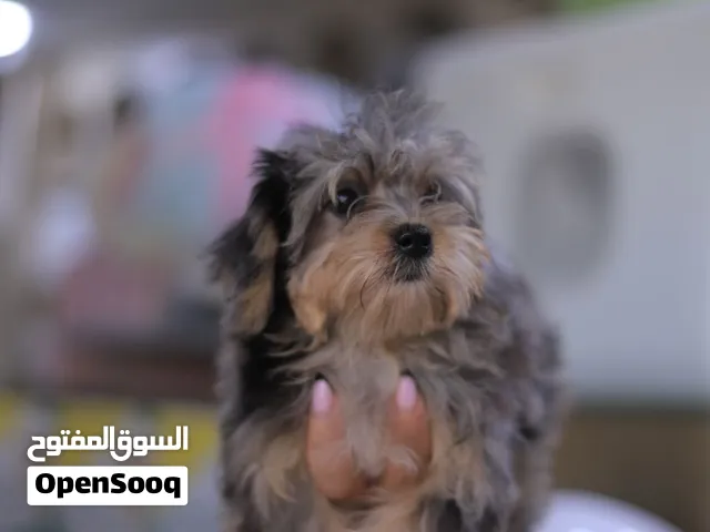 تـــــوي بــــــودل مستورد ومميز فرصة مميزة لاقتناء جرو بودل مستورد صحة ممتازة ونشاط وجواز السفر