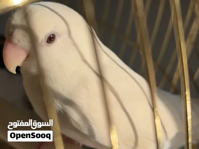 زوج روز البينو منتجه