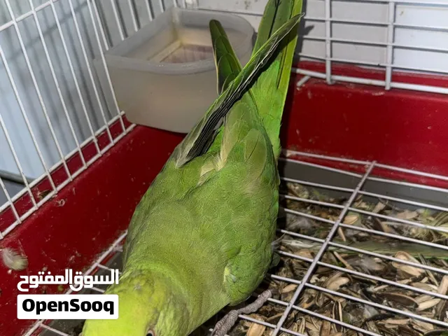 ببغاء درة هندي عمر سنة وشهرين تفاصيل كامله واتساب