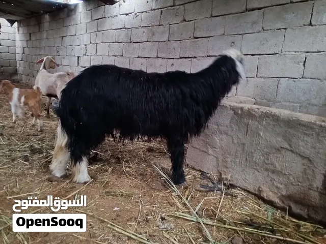 عواسي نثيه وفحل خشنات معلوفات النثيه راكبه توامه
