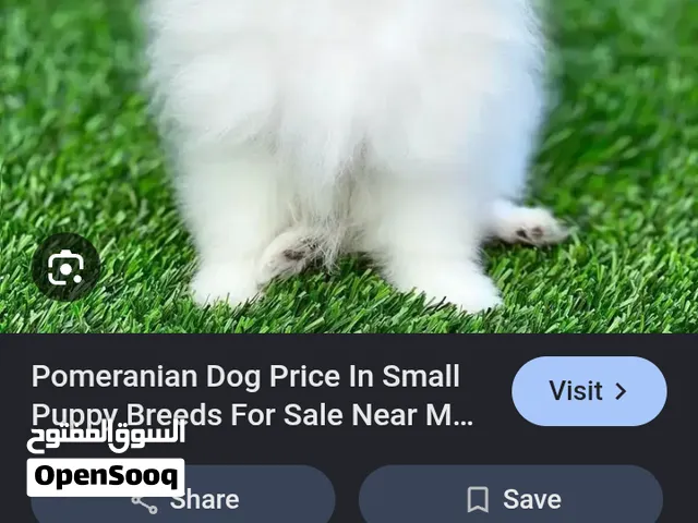 need puppie 1  Pomeranian  any type also ok