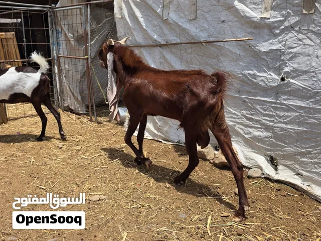 للبيع شاه باكستانية اعشار غريب وتيس حجازي أصل ماشاء الله  تبارك الله حلال طيب