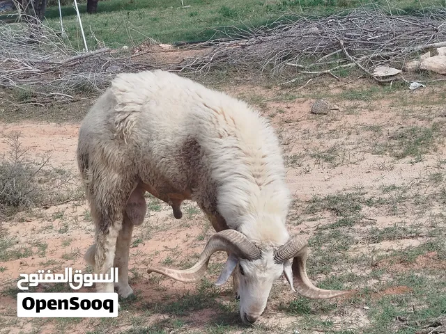 كبش للبيع في الخمس