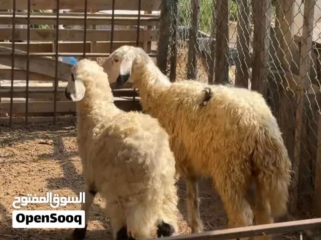 حملات ماشاءالله هجين نجدي محلي
