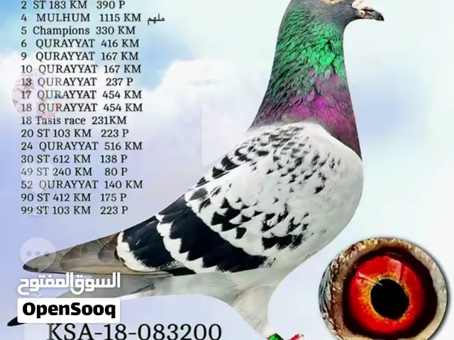 للبيع حمام زاجل  و الوصف مهم