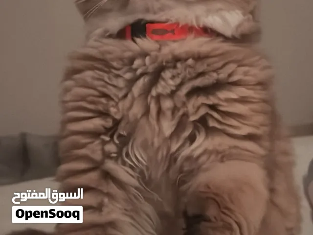 سكوتش فولد