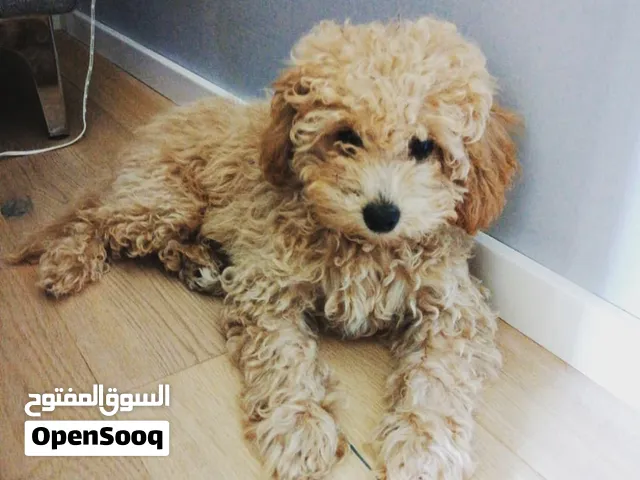 Poodle puppies available Males and Females