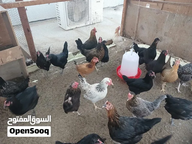 دجاج بحريني بياض