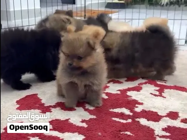 Super Mini Pomeranian Puppies