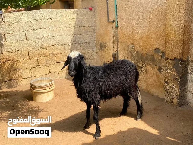 كبش الأحمر هندي والكبش الأسود عماني من الحجم الكبير