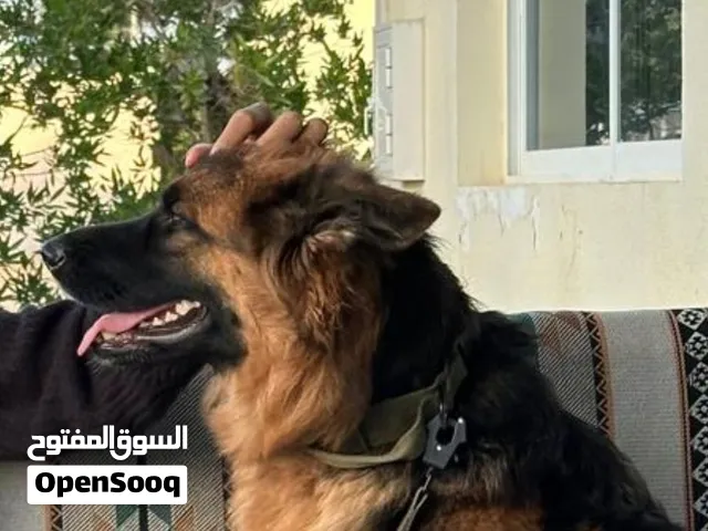 كلبه جيرمان شيبرد العمر سنه وثلاث شهور