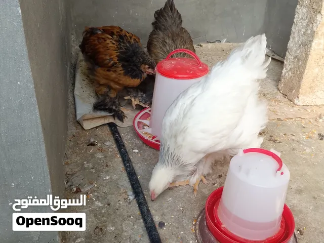 فرختين وديك براهمه نخب اول