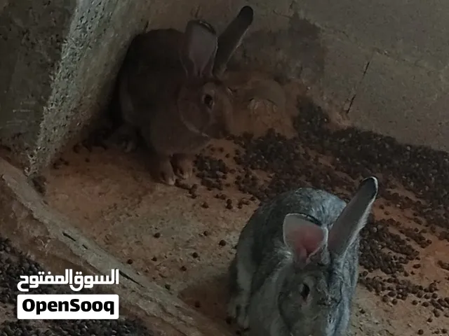 ارانب للبيع