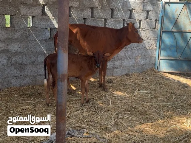 بقره بكر اول نبط لها تحتها عجله رويانه بنتها حليب والام فيها ضعف بسب البنت ترضعها