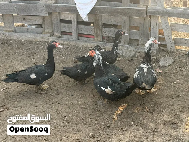 بــط للــبيع
